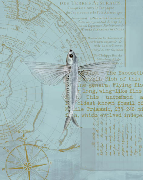 Licenciamento Um Outro Mar Peixe voador.jpg